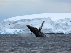 Humpback whale in Antarctica
