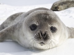 Weddell seal in Antarctica