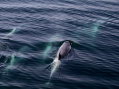 Orca pod in Weddell Sea, Antarctica