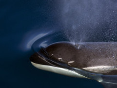 Orca in the Weddell Sea, Antarctica.