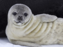 Weddell seal pup in Weddell Sea, Antarctica