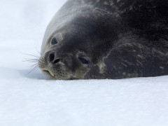 Weddell seal in the Weddell Sea, Antarctica.