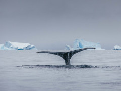 A whale tail in Antarctica.