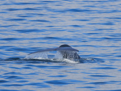 Blue whale in the Atlantic Ocean.
