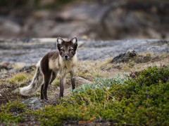 Arctic fox in the Arctic