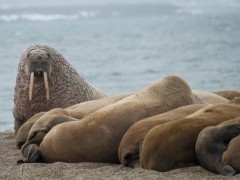 Walruses in North Spitsbergen.