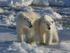 Mother polar bear and cub in North Spitsbergen.