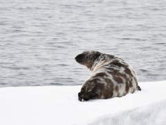 Hooded seal in Jan Mayen, the Arctic