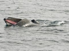 Humpback whale in Jan Mayen, the Arctic