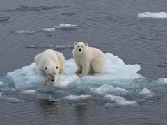 Polar bear in the Arctic