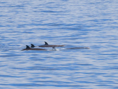 Northern bottlenose whale in the Atlantic Ocean.
