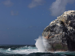 Seabird cliff in the Atlantic Ocean.