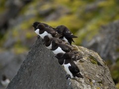 Little auk in Spitsbergen