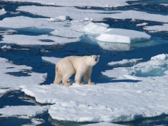 Polar bear in Spitsbergen