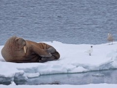 Walrus in Spitsbergen