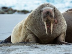 Walrus in Spitsbergen