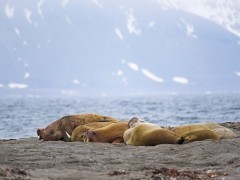 Walrus in Spitsbergen