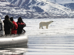 Zodiac and polar bear in Svalbard.