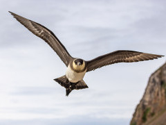 Arctic skua in Svalbard.
