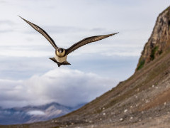 Arctic skua in Spitsbergen.