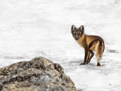 Arctic fox in Svalbard.