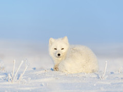 Arctic fox in Svalbard