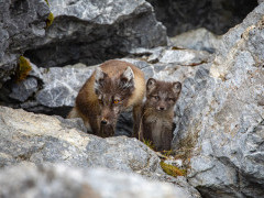 Arctic fox in Svalbard.