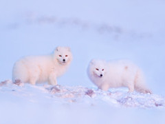 Arctic fox in Svalbard