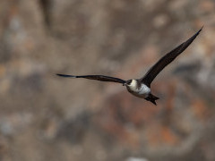 Arctic skua in Svalbard.