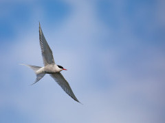 Arctic tern in Svalbard.