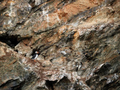 Atlantic puffin in Spitsbergen.