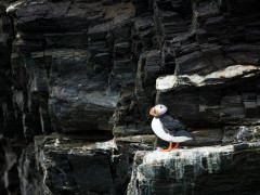 Atlantic puffin in North Spitsbergen.