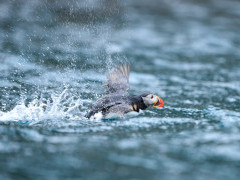 Atlantic puffin in Svalbard.