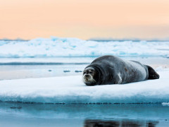 Bearded seal in Svalbard.