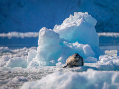Bearded seal in Svalbard.