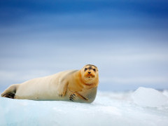 Bearded seal in Svalbard