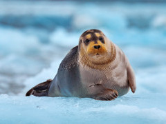 Bearded seal in Svalbard