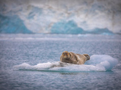 Bearded seal in Svalbard.