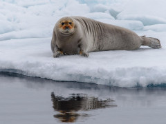 Bearded seal in Svalbard