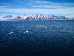 Beluga whales in Svalbard