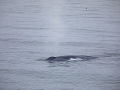 Blue whale in Svalbard.