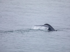Blue whale in Svalbard.