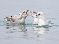 Fulmar in North Spitsbergen.