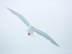 Glaucous gull in Spitsbergen.