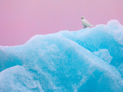 Ivory gull in Svalbard.
