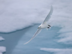 Ivory gull in Svalbard.