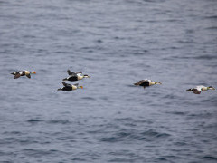 King and common eider in Svalbard.