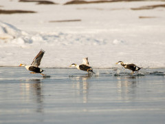 King eider in Svalbard