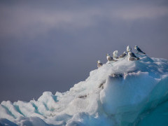 Kittiwake in Svalbard.