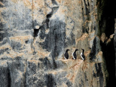 Kittiwake in Spitsbergen.